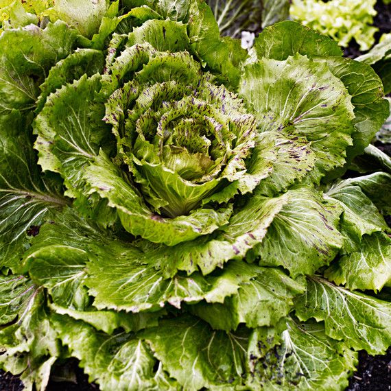 lettuce in ground