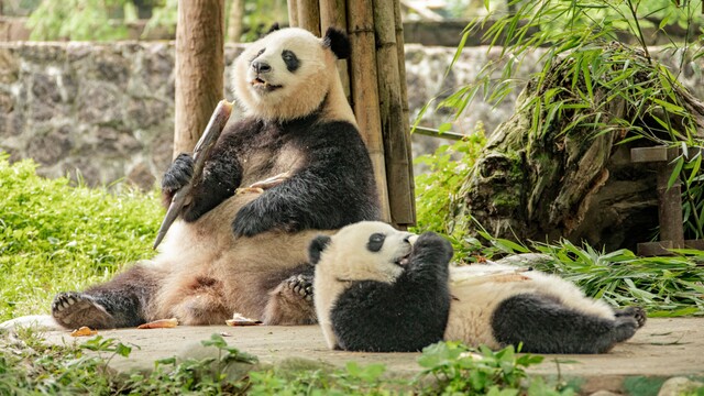 15 Fun Pandas Facts You Didn't Know (#7 Will Impress You)