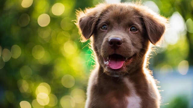The 200 Most Popular Dog Names