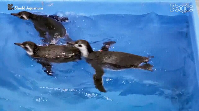 Shedd Aquarium's New Penguin Chicks Enjoy Their First Swim: Video