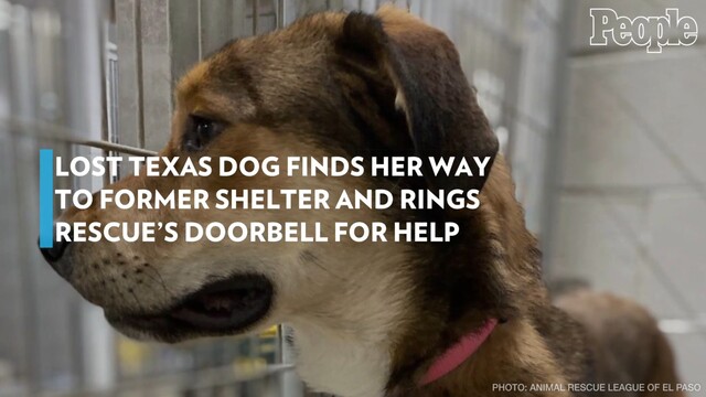 Lost Dog Finds Her Way to Former Shelter and Rings Doorbell for Help