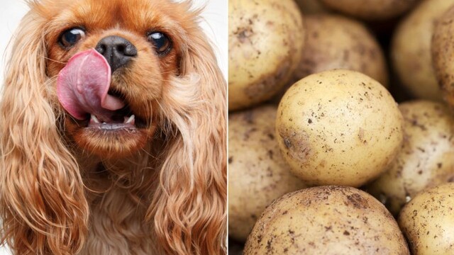 do potatoes make dogs sick