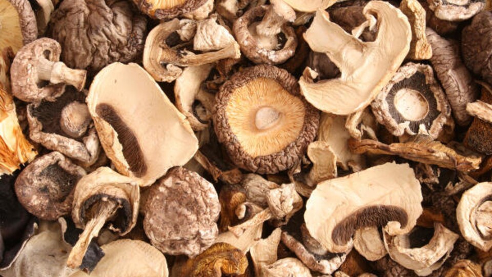 buy dried mushrooms