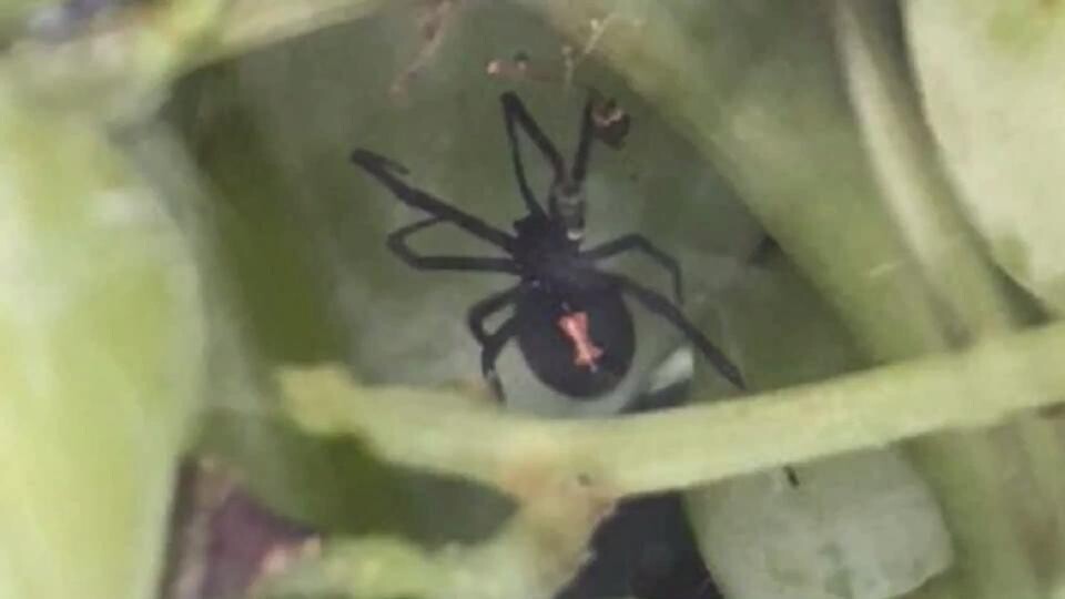 Here S Why You Shouldn T Worry To Find A Spider In Your Fruit Or Vegetables Cooking Light