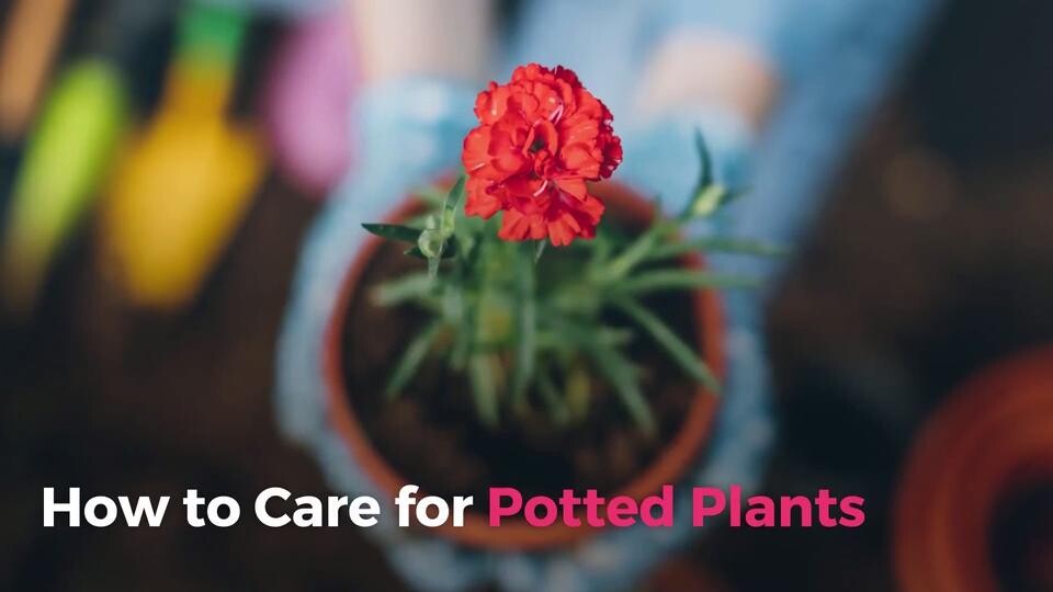 How To Care For Potted Plants Real Simple