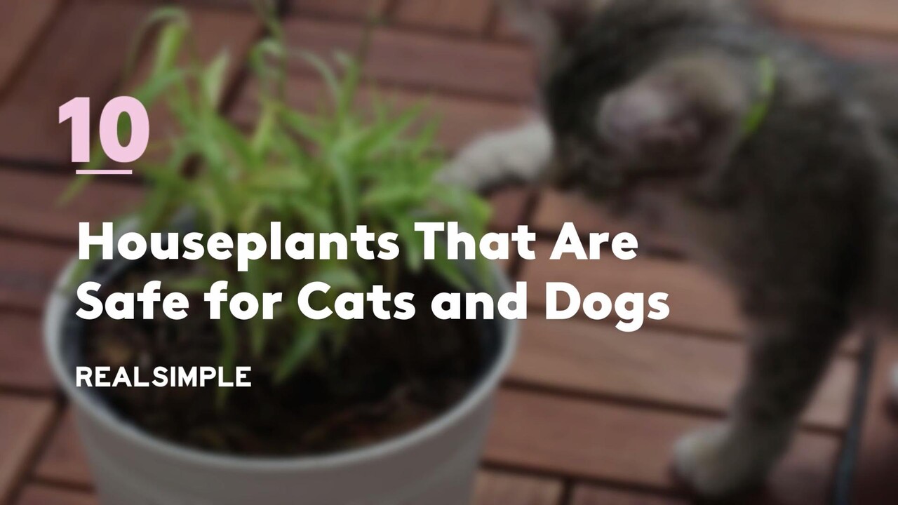 10 Houseplants That Are Safe For Cats And Dogs Real Simple