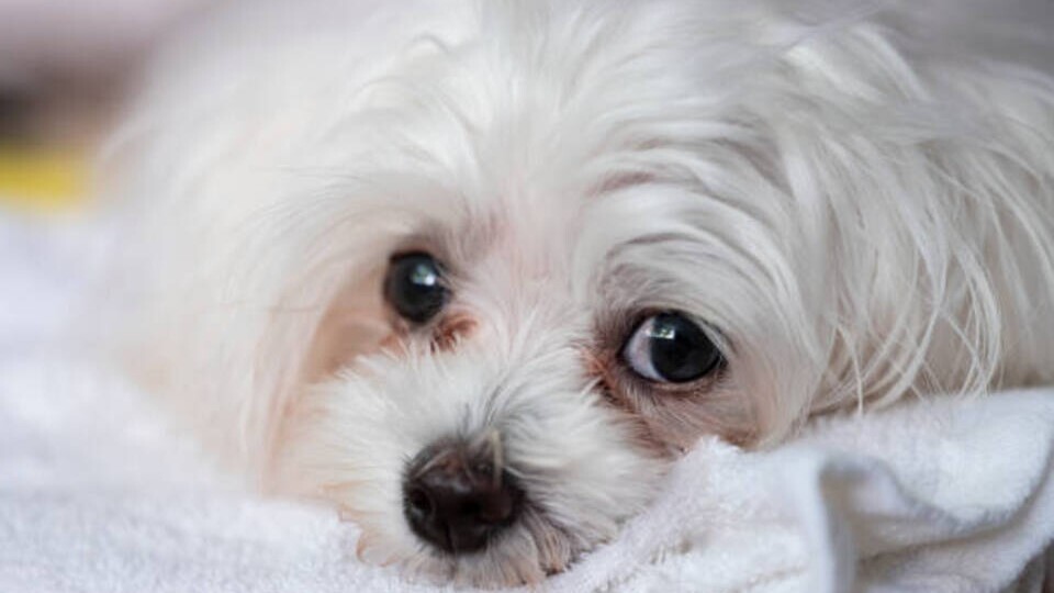 How To Clean Your Dog's Eyes And Get Rid Of Tear Stains | Martha Stewart