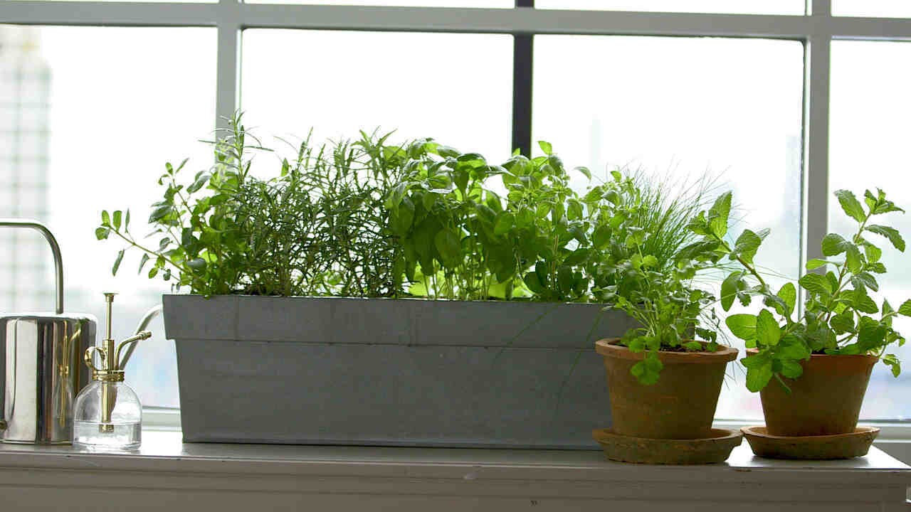 Jardinière de rebord de fenêtre de jardin d'herbes aromatiques