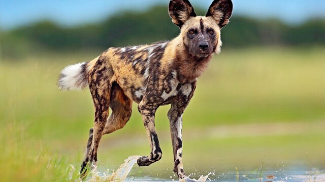 13 Remarkable African Dog Breeds Guaranteed to Turn Heads at the Dog Park |  Daily Paws