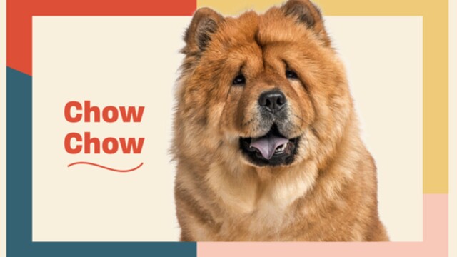 Chow Chow Dog Breed Information & Characteristics | Daily Paws