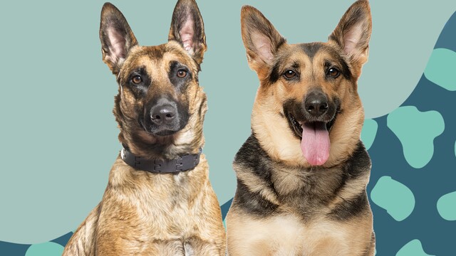 Differences Between the Belgian Malinois vs. German Shepherd Dog Breeds |  Daily Paws