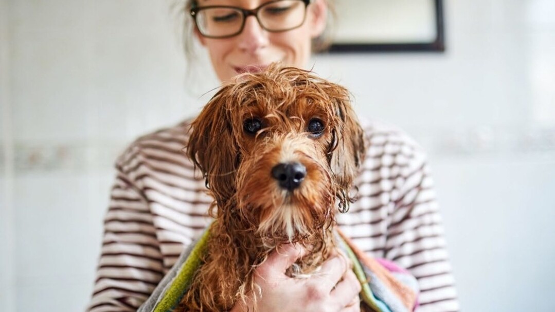 How to Properly Bathe a Dog: A Pro Groomer&#39;s Top Tips | Daily Paws