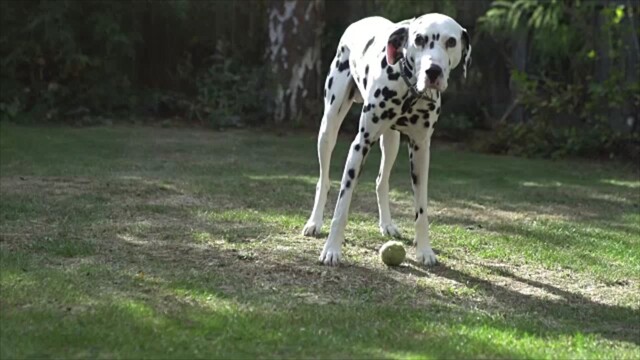 101 Dalmatian Names for Your Striking Spotted Canine | Daily Paws