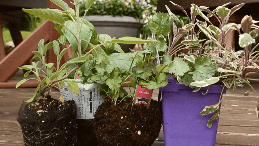 Best Herbs For Container Gardens Better Homes Gardens