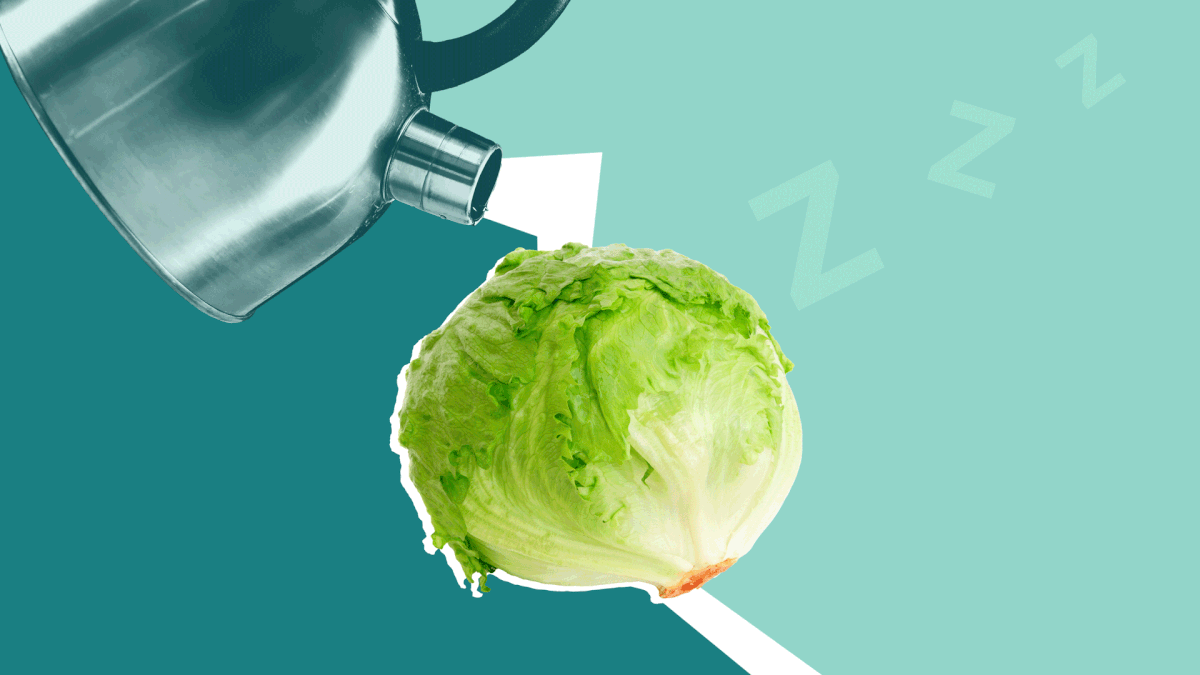 People Are Drinking Lettuce Water to Help Them Fall Asleep-But Does It Work?