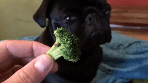 broccoli-dog.gif