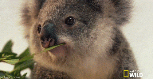 nat-geo-koala.gif