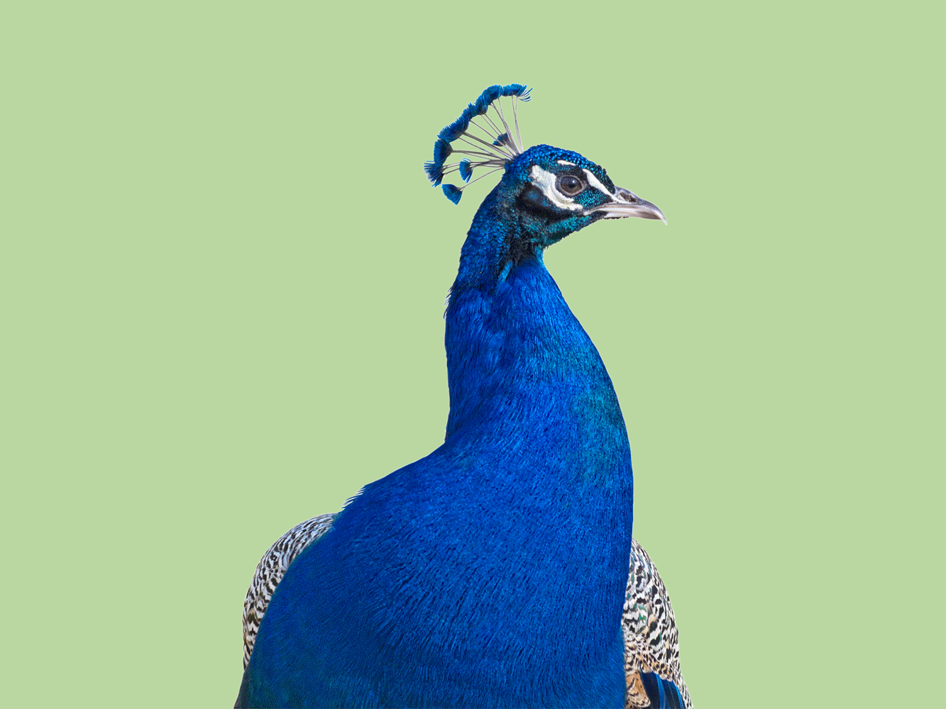 What Is an Ambivert: peacock animation showing feathers