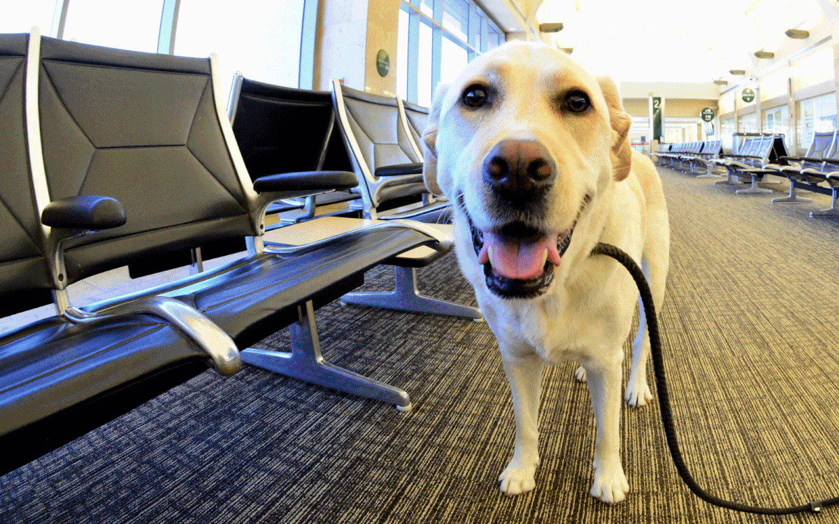 Dog at airport