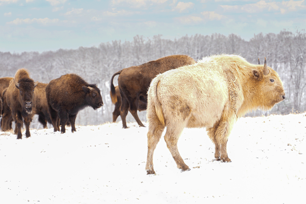 White bison at Dogwood Canyon Nature Park