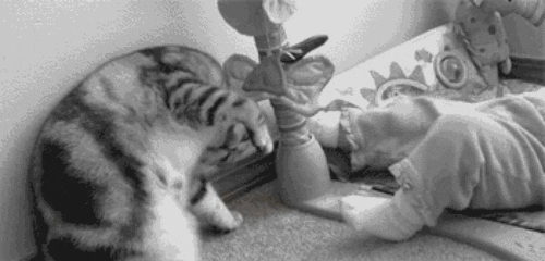 Cat Doing Yoga