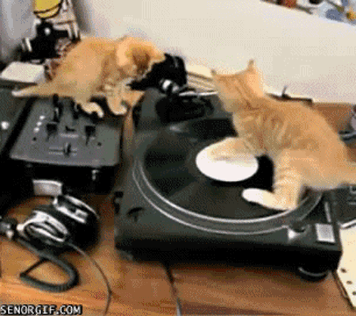 kittens-turn-table.gif