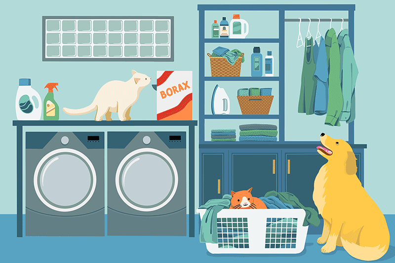 two cats and a dog in the laundry room, with one cat sniffing at the Borax box