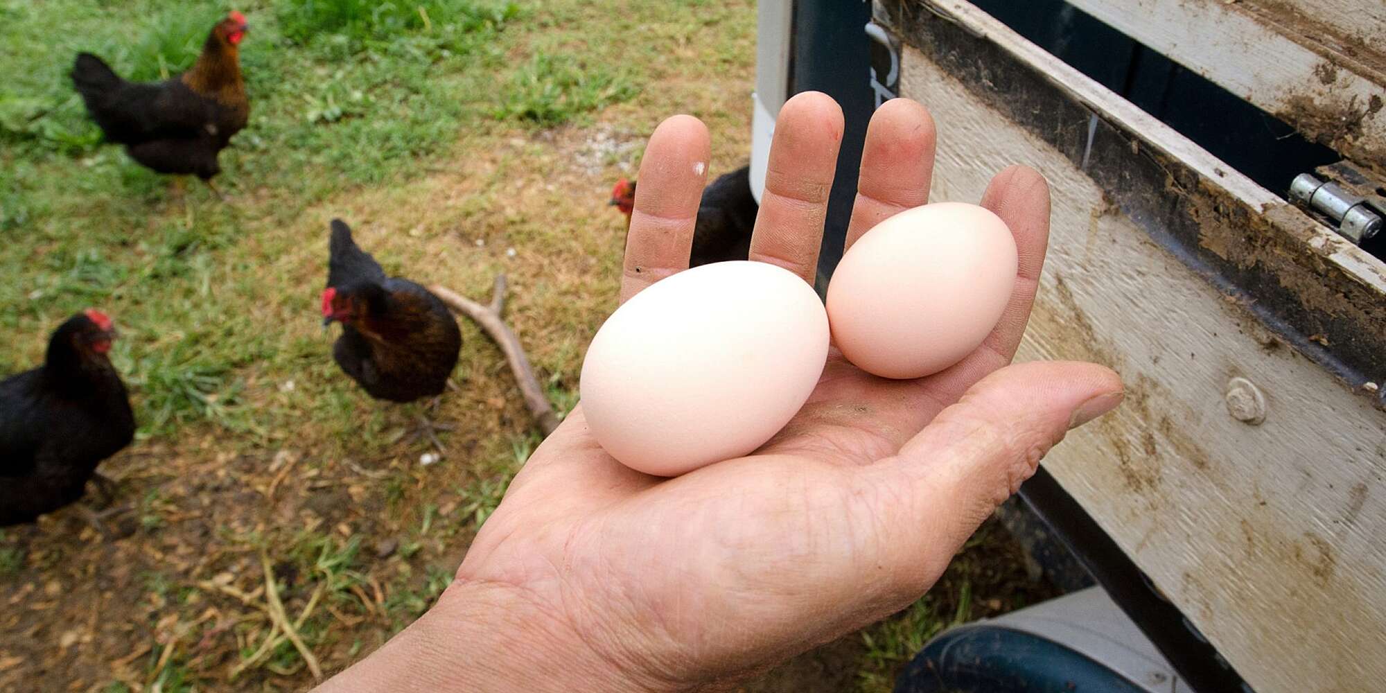 What is the Difference Between Large and Jumbo Eggs?