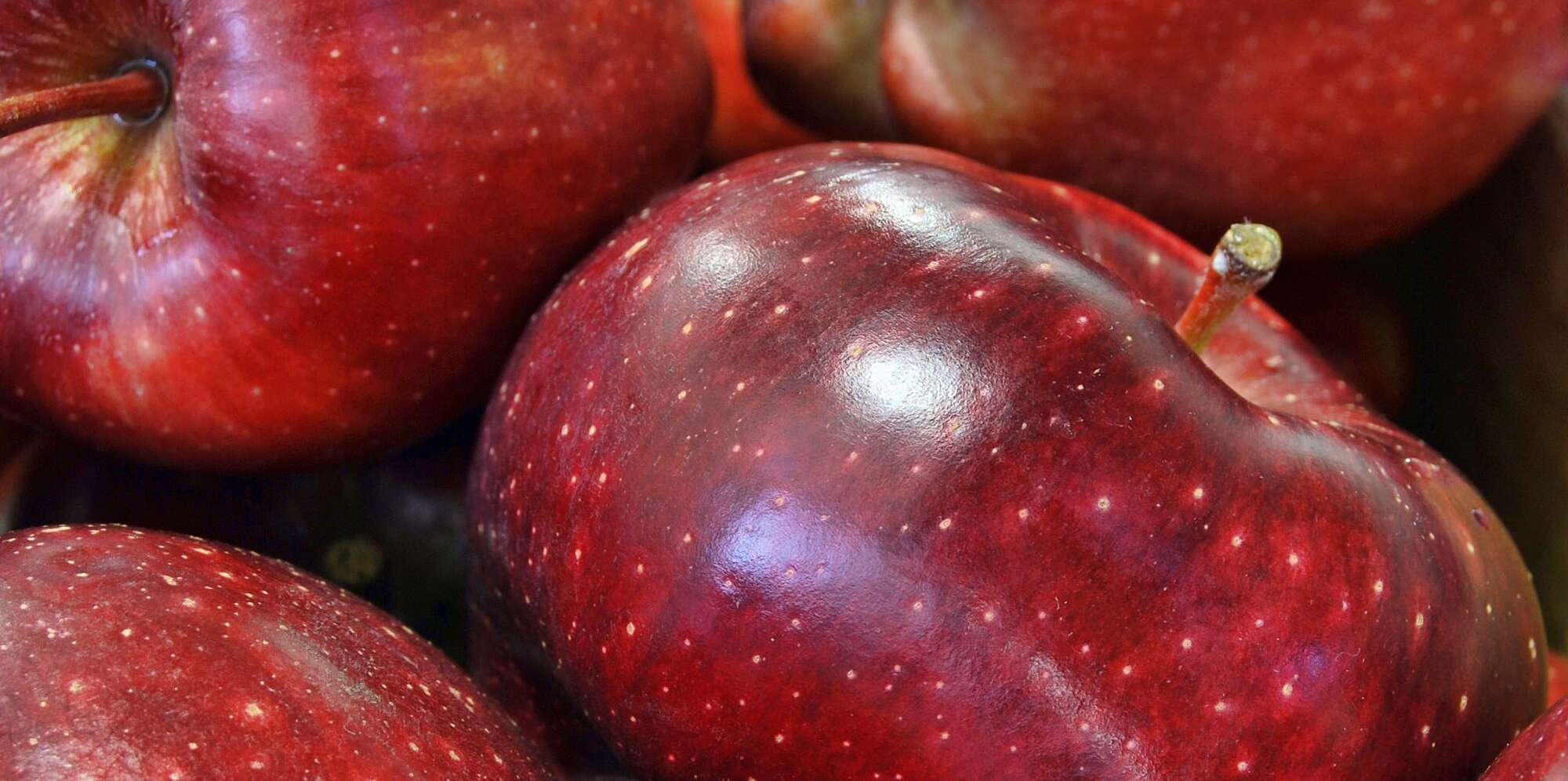 Stark® Super Red Fuji Apple Tree - Stark Bro's