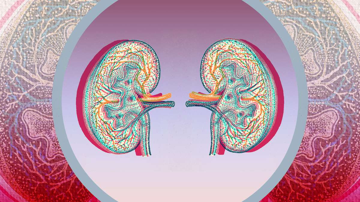 6 Health Issues That Can Damage Your Kidneys, and Why Early Diagnosis is Crucial