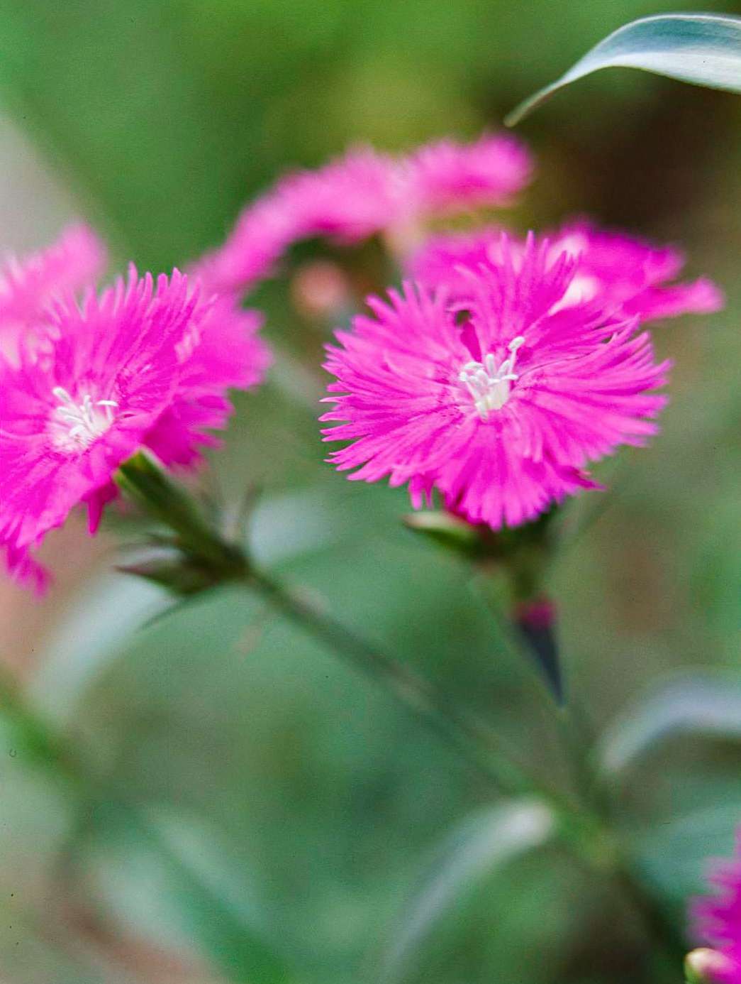 Best Fragrant Flowers For Your Garden Better Homes Gardens