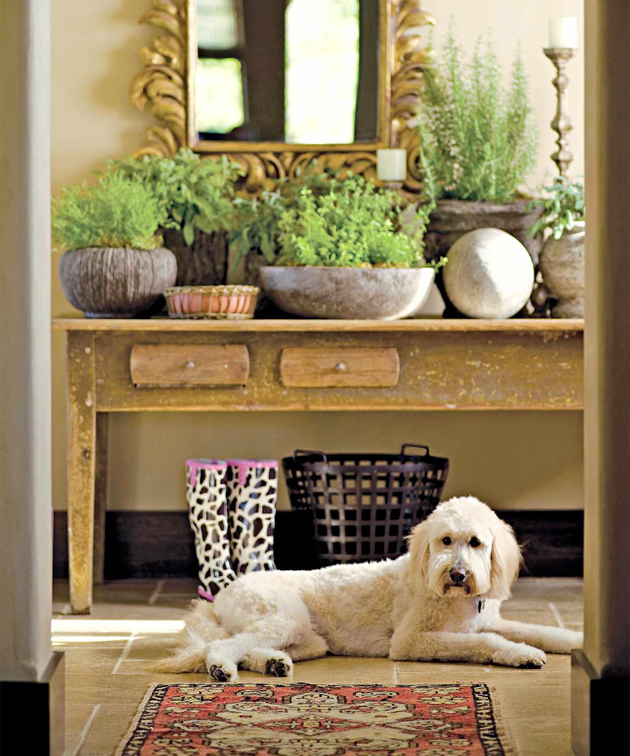 15 Pet Friendly Houseplants That Add Green Without The Worry