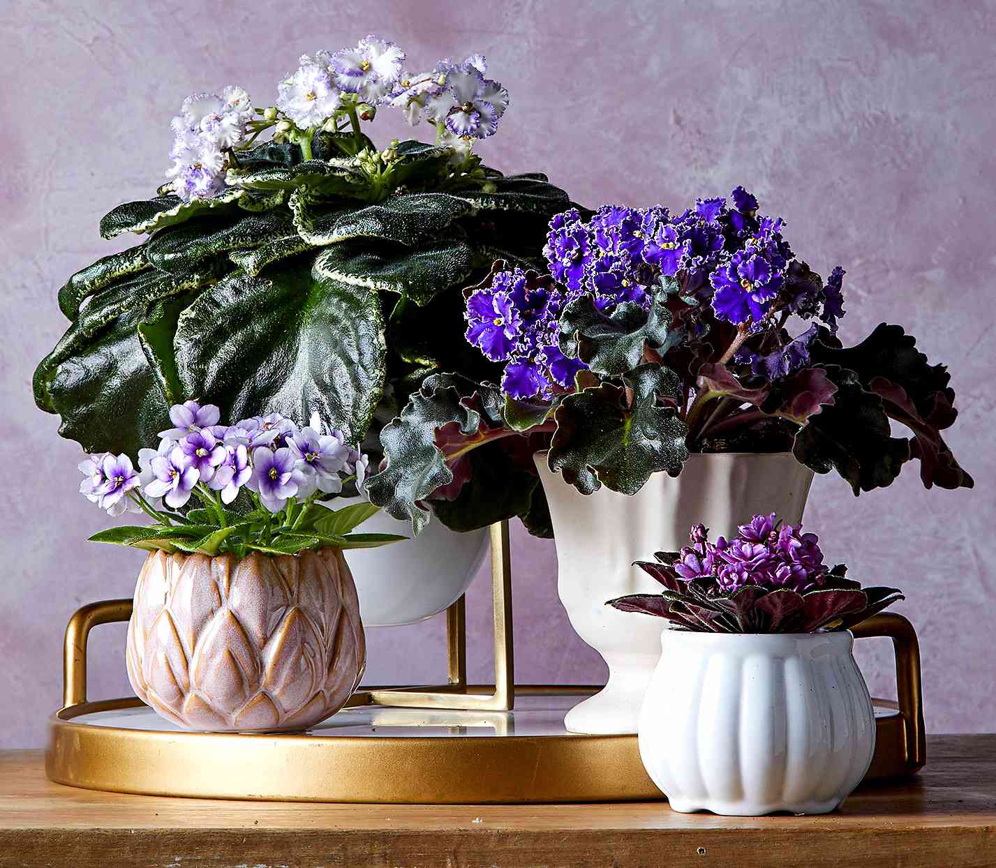 22 Beautiful Blooming Houseplants Better Homes Gardens