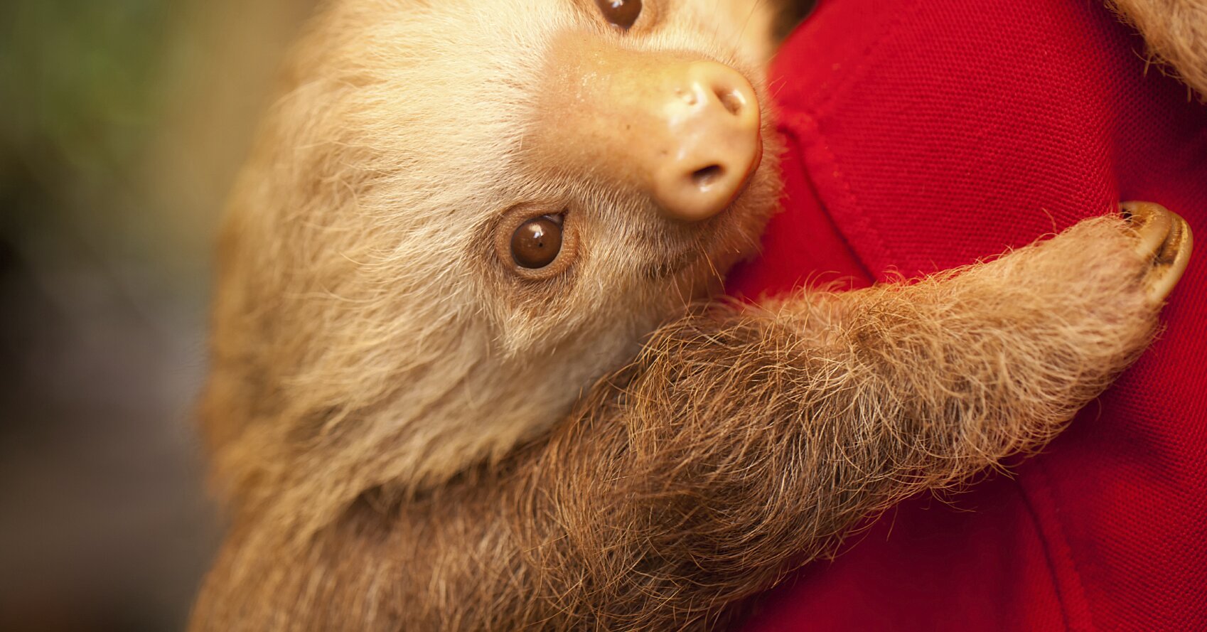 15 subtly adorable ways to cover yourself in sloths ...