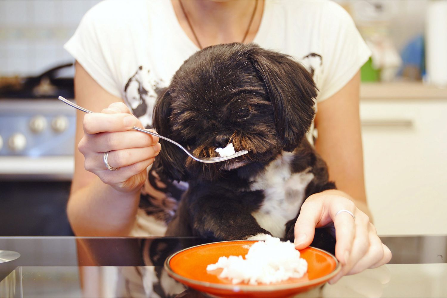 Can Dogs Eat Rice? | Daily Paws