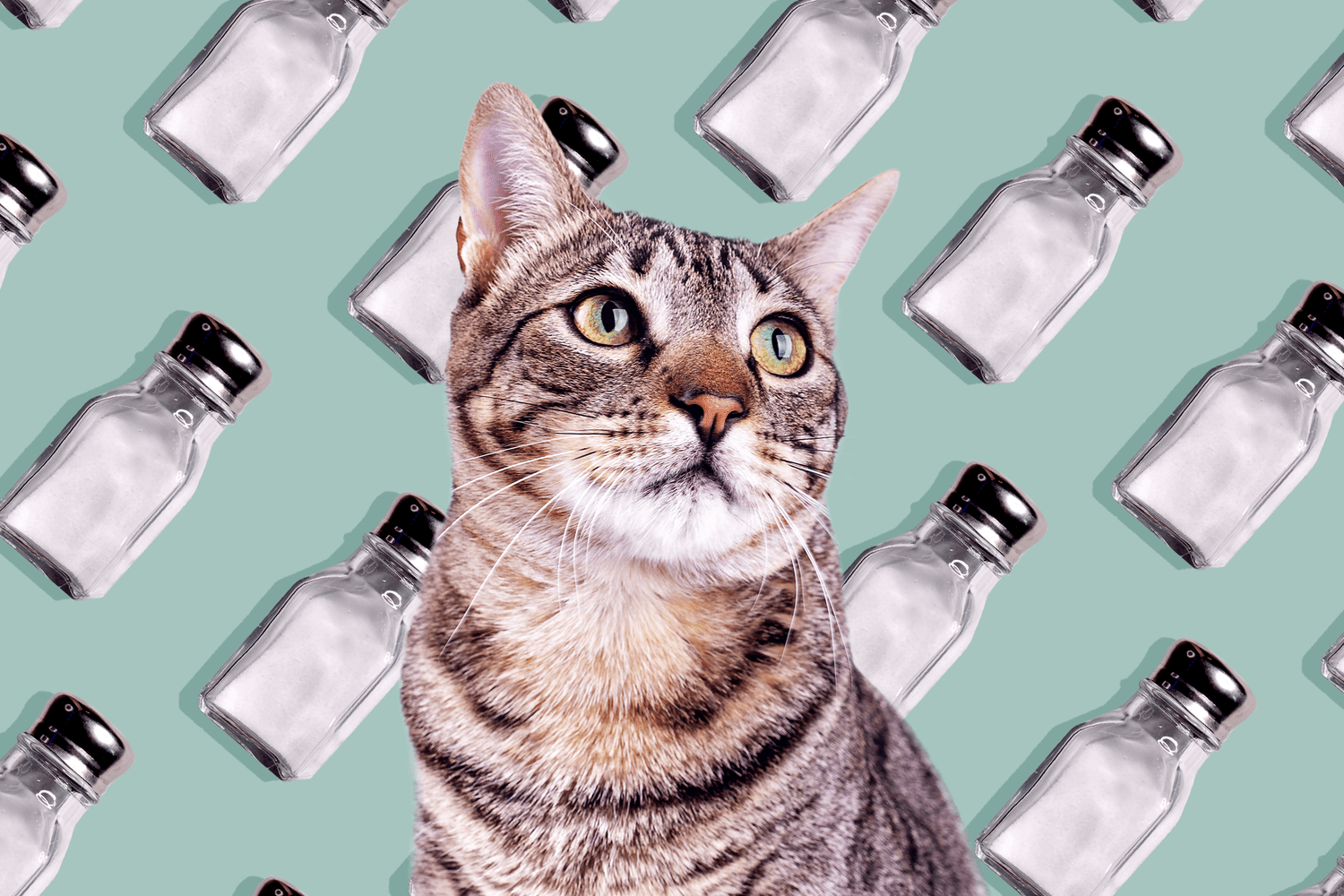 Can Cats Have Salt? Veterinarians Weigh In on This Complex ...
