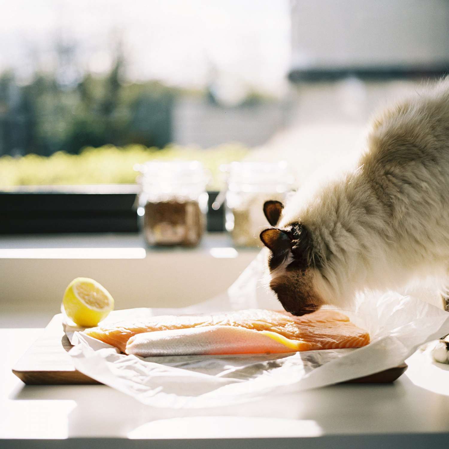 Can Cats Eat Salmon? | Daily Paws