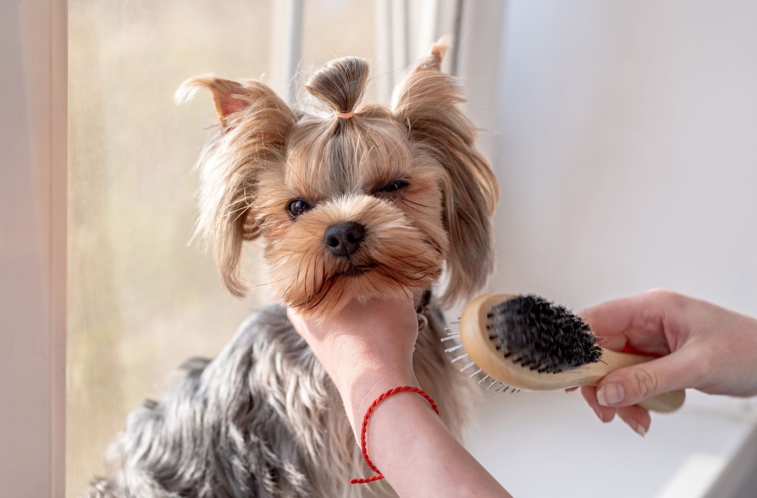 How to Brush a Dog Who Hates Being Brushed | Martha Stewart