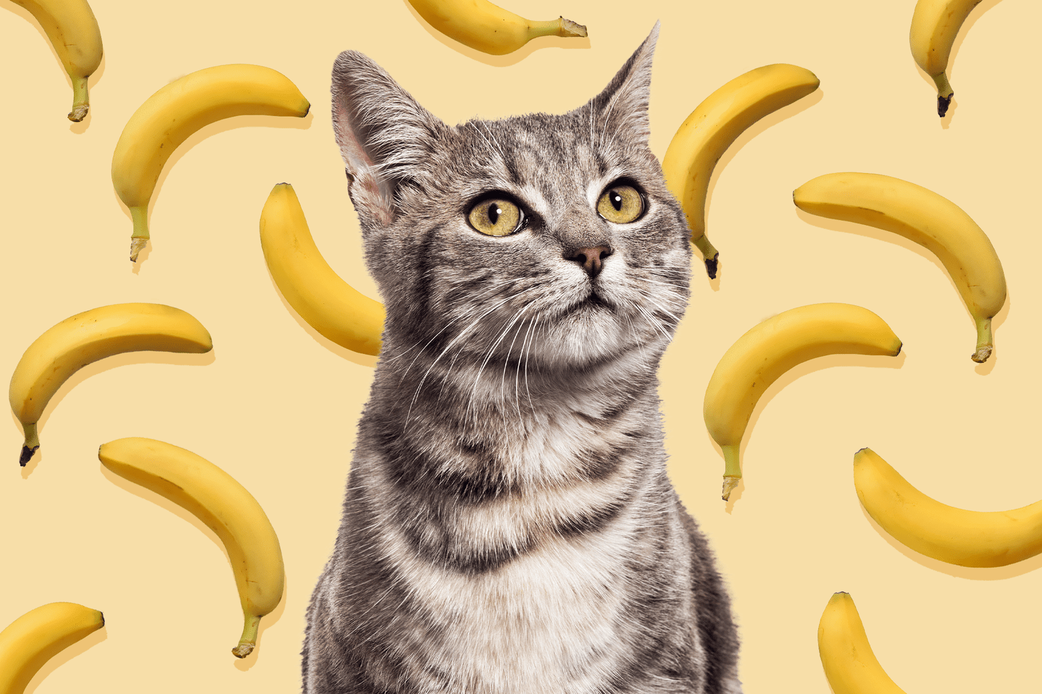 Can Cats Eat Bananas? 4 Keys to Feeding the Fruit to Your ...