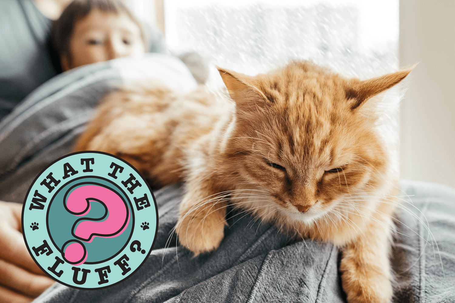 Why Do Cats Put Their Butt in Your Face? | Daily Paws