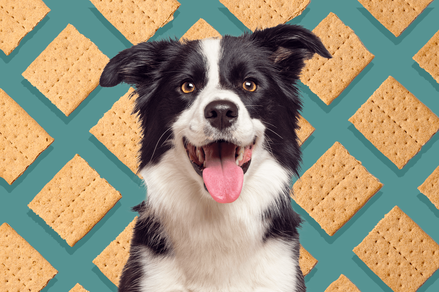 Can Dogs Eat Graham Crackers? - Daily Paws