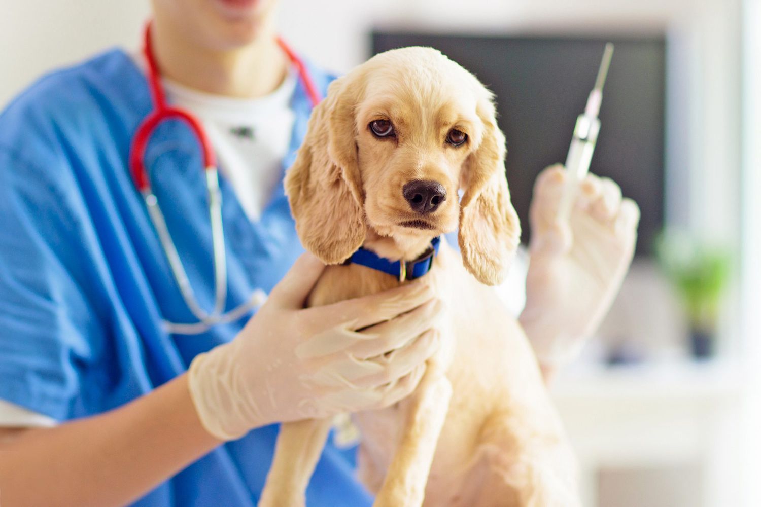Dog Vaccinations Cost: What You'll Pay for Core Shots, Boosters | Daily Paws