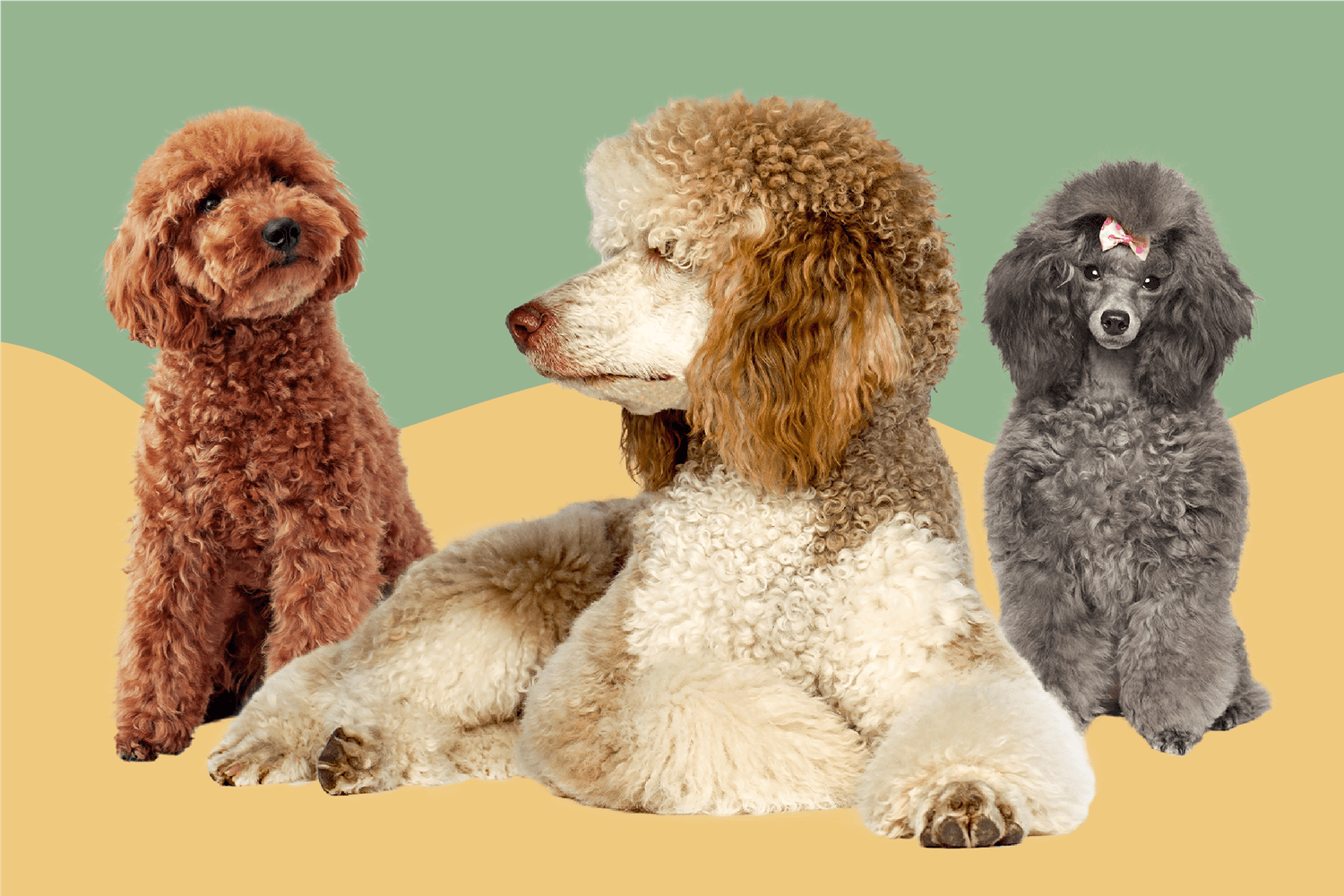 Your Guide to the 3 Types of Poodles: Toy, Miniature ...