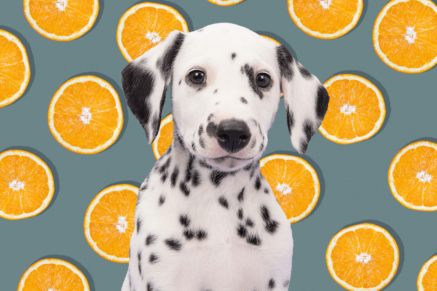 Can Dogs Eat Tangerines? | Daily Paws