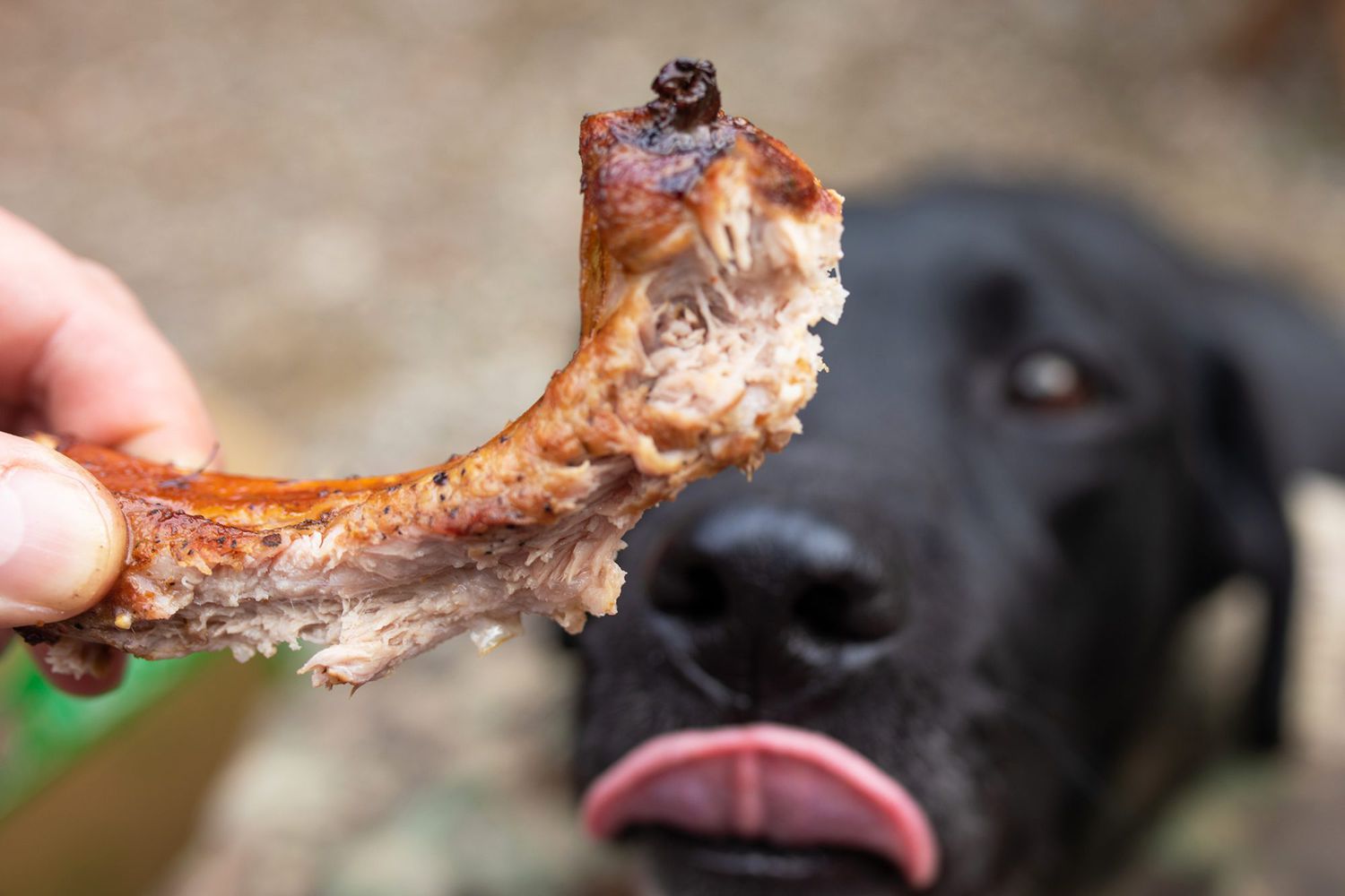 Should You Give Dogs Rib Bones to Snack On? - Daily Paws