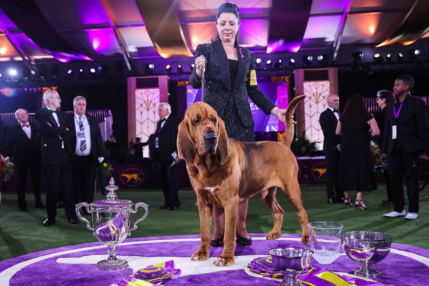 Westminster Dog Show 2022: Trumpet Is The First-Ever Bloodhound To Win Best  in Show | Daily Paws