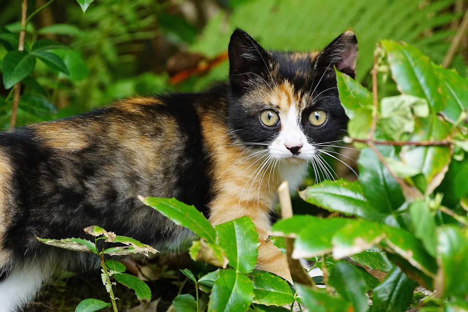 180 Tortoiseshell Cat Names for Your Colorful Kitty