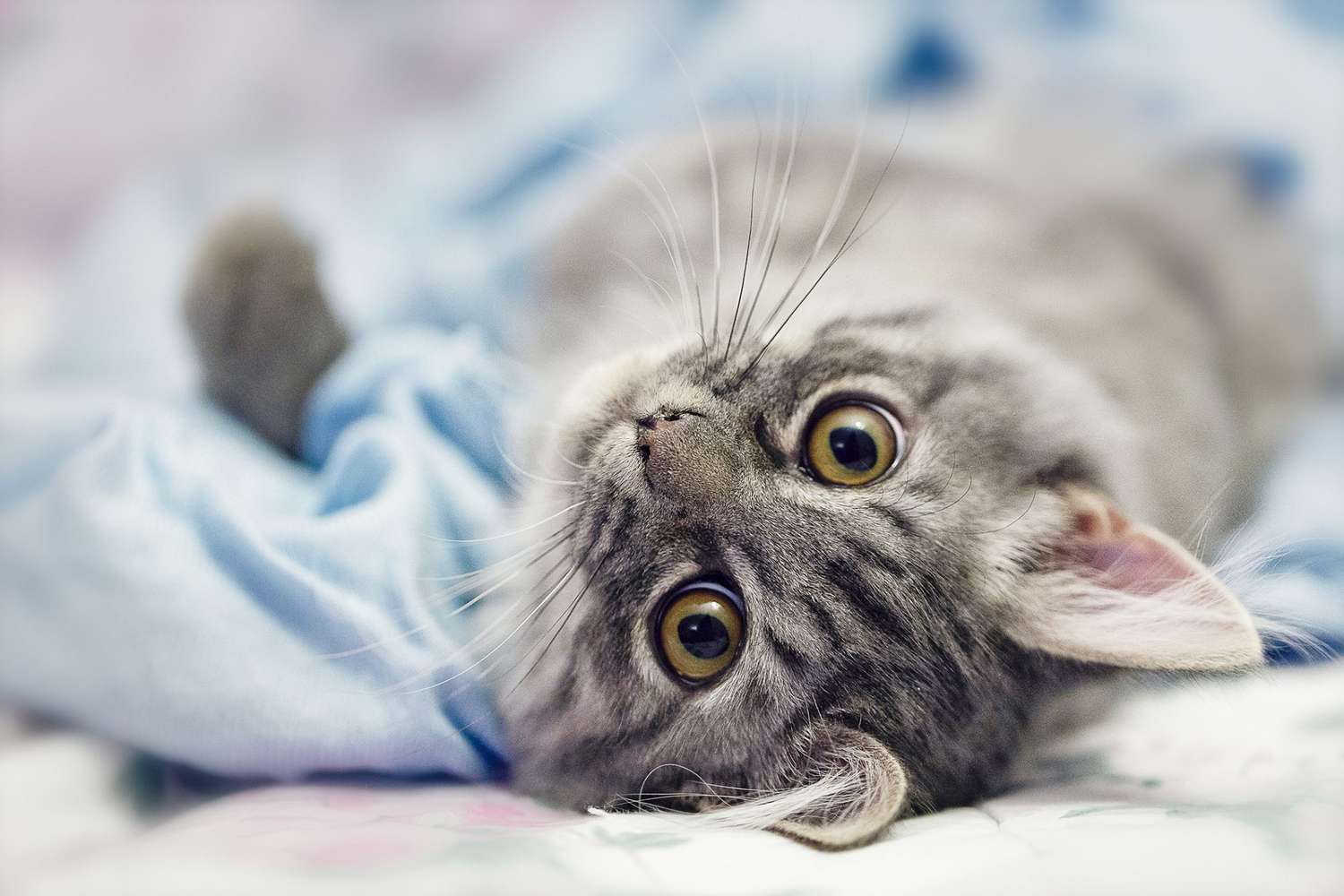 Is Your Kitten's Belly Bloated? Find Out What's Causing Your Wee One's Tummy Trouble