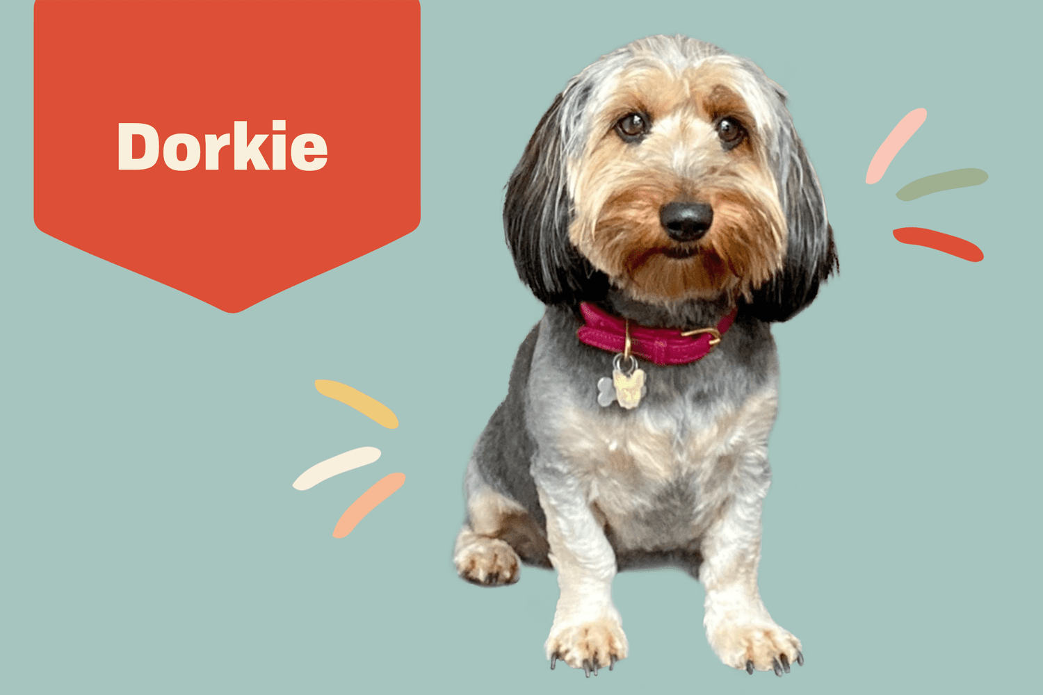 Dorkie Dog Breed Information and Characteristics | Daily Paws