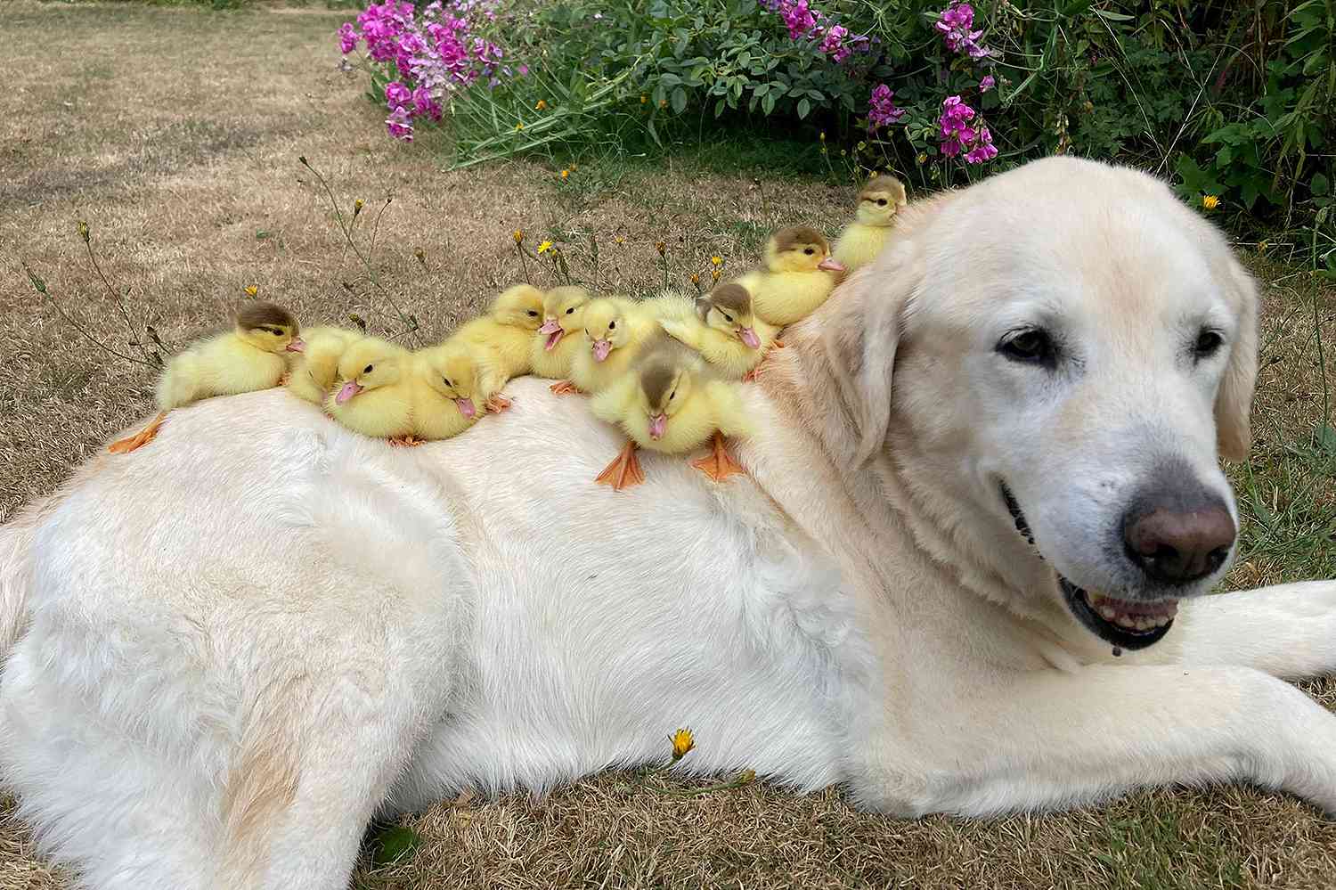 U.K. Labrador Retriever Named Fred Adopts His Third Group of Orphaned Ducklings: 'Well Done, Fred'